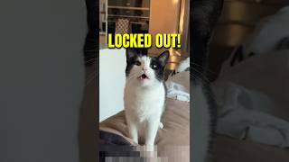 Why cats get frustrated by closed doors 😱🐱