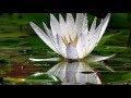 Lotus  - Secret Garden -