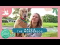 How Rescued My Dog Changed My Life | Maggie the Wonder Dog | Fearne Cotton’s Happy Place