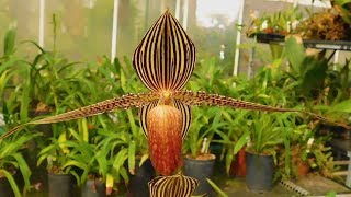 UNBELIEVABLE Orchids (World's Most Spectacular Plants episode 12 of 14)