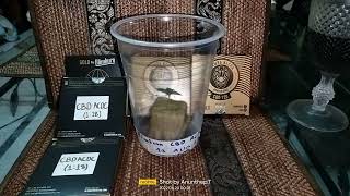 Update !!! Germination Blimburn seed CBD ACDC 1:18 , 20 Aug 2022 (After 10 Days from seed)