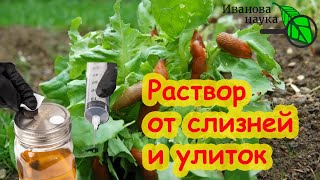 видео: В СЛЕДУЮЩЕМ ГОДУ СЛИЗНЕЙ ОБЕЩАЮТ В 100 РАЗ БОЛЬШЕ! Все перезимуют! Вот простой способ защиты осенью. картинка: В СЛЕДУЮЩЕМ ГОДУ СЛИЗНЕЙ ОБЕЩАЮТ В 100 РАЗ БОЛЬШЕ! Все перезимуют! Вот простой способ защиты осенью.