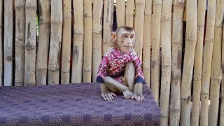 Angel Monkey Koko Sitting Look Sad Because Mom Doesn't Talking To Him | Cute Baby Koko screenshot 2