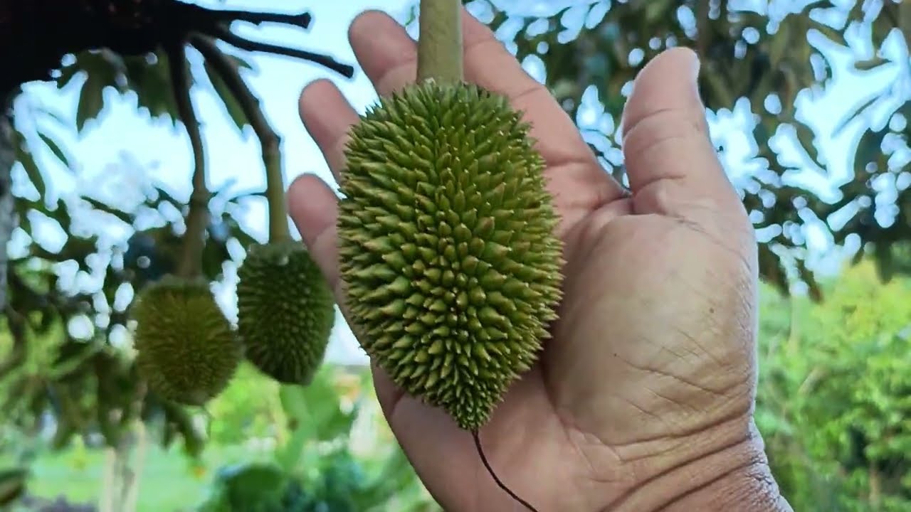 ยังไม่พ้นจรดอันตราย สำหรับทุเรียนในระยะ หางแย้ ถึงระยะไข่ไก่ ต้องลุ้นกันวันต่อวัน เพราะการแตกยอดอ่อน