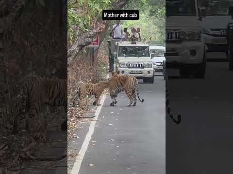 Mother love❣️ #wildlife #tigerspotted #tiger #nationalpark #mother #love #wildlifephotography #wild