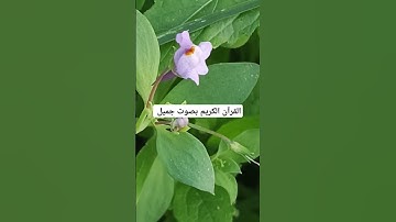 القرآن الكريم بصوت جميل #explore #قرانكريم #قران_كريم #تيك_توك #قران #قرآن #لايك #quran
