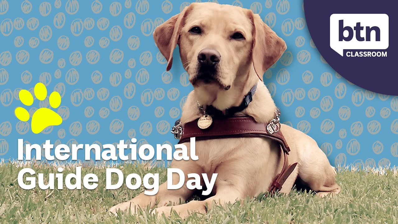 International Guide Dogs Day Behind the News YouTube