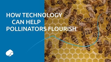 How our technology is helping pollinators including bees flourish