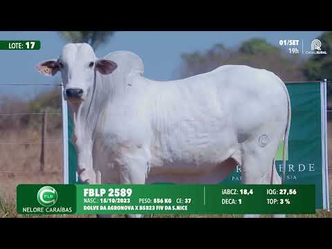 Lote 17   FBLP 2589