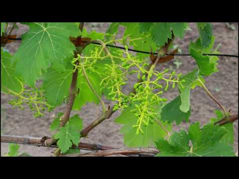 Окончание цветения на участке.   Часть 2  САТ   2400  -  2600.