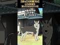 【ほっこり犬猫スレ】いつか尻尾を振ってくれたらいいな