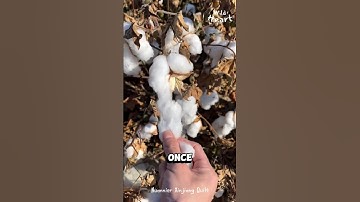 How They Process Cotton