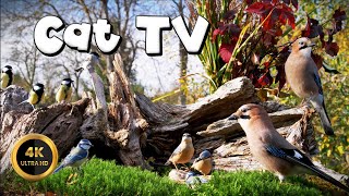 Cat TV for Cats to Watch   SMALL BOSS NUTHATCH‍⬛ (4K)