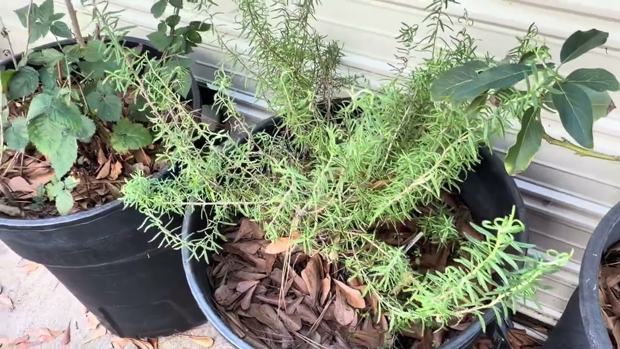 So excited to show you the other part of my Homestead ￼