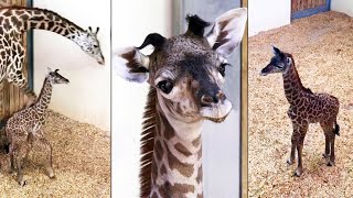 Baby Masai Giraffe Born at Disney’s Animal Kingdom Park, Walt Disney World 2020  Behind The Scenes