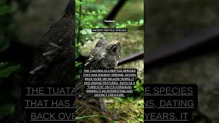 Tuatara