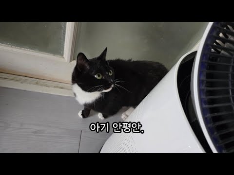우애애애애앵 아웅앙 웅앙. 🐈🐈‍⬛🤍 #고양이 #고양이집사 #턱시도냥복점 #실방 #고양이방송 #야옹 #cat #cats