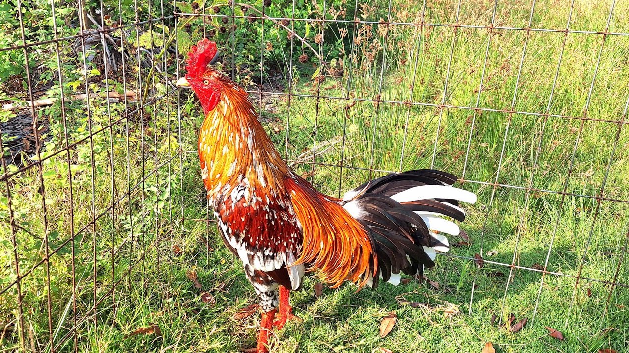 30/1 tóp năm 🌾 sinh viên ⛽️ @365#263#664#