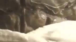Ninja Turtle Towel meme