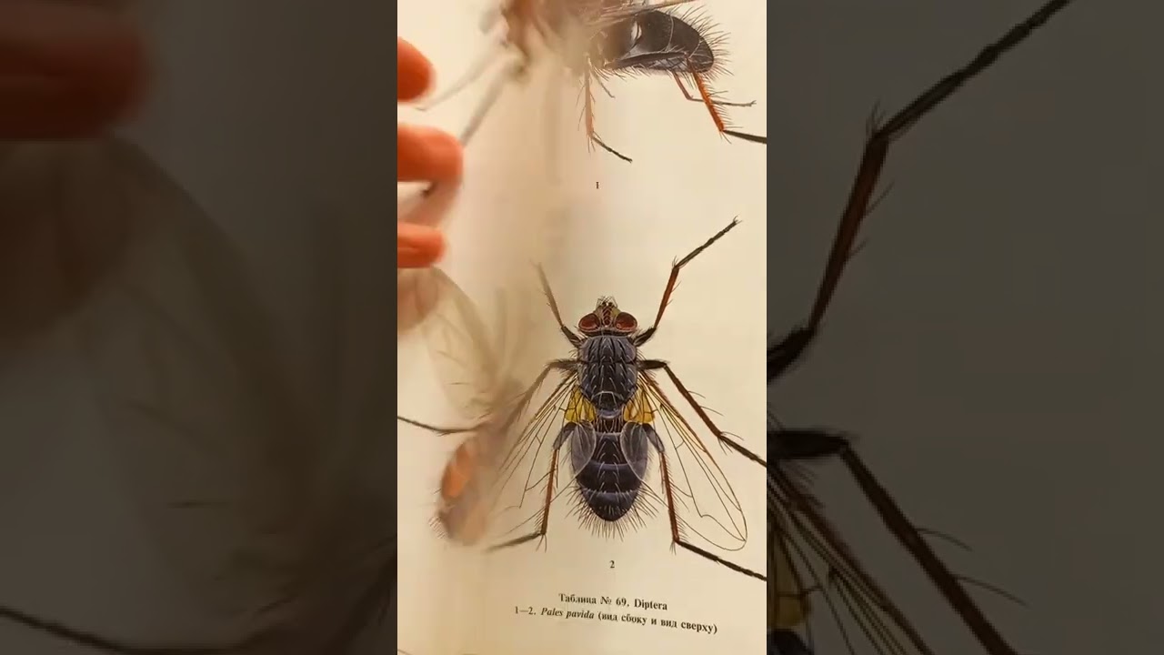 Полезные Насекомые Сада и Огорода, Наездники и Хищные Мухи. Beneficial Entomophagous Insects 