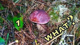 What Mushroom Is This ? Part 1