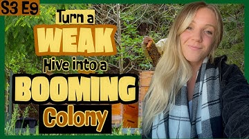 HOW To Strengthen A Weak Hive In The Spring / Beekeeping 101 #beekeeping