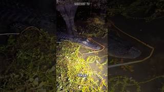 Download Lagu Ada buaya disungai guys #buaya MP3