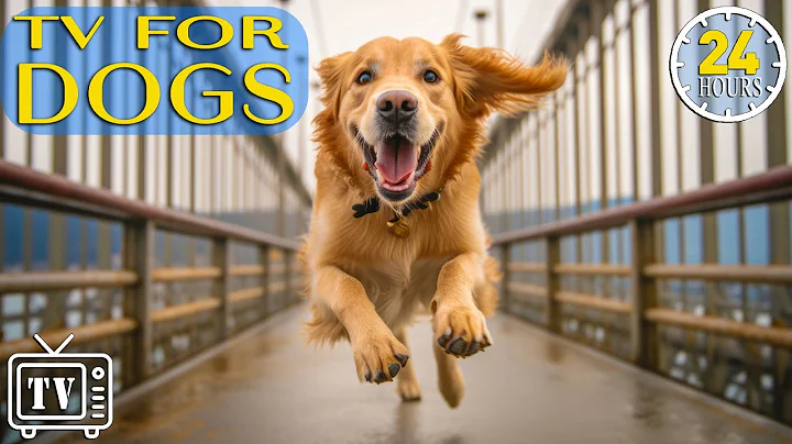 24 Hours Anti Anxiety Music for Dog: TV for Dogs & Fun Entertainment for Bored for Dogs with Music