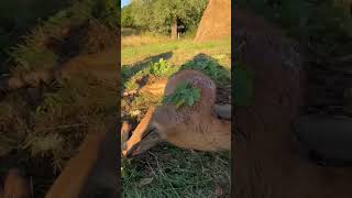 September morning roe bucks #biggamehunter #rehbockjagd #roebuck #chasse #jagen #hunting