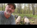 Raising pigs on less than 2 acres