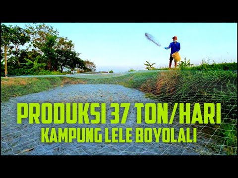 Pemasok Lele Jateng-Jogja (Kampung Lele Boyolali)