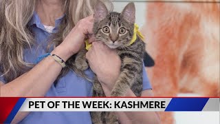Pet Of The Week Kashmere