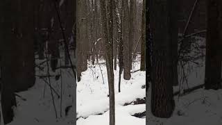 лосик в лесу