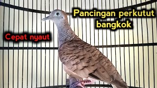 Pancingan perkutut bangkok malas bunyi agar nyaut 