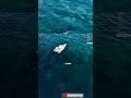 iShowSpeed FEEDS A SHARK By Hand! 🤯