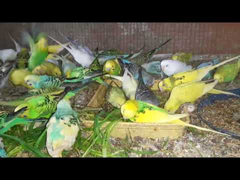 Adorable Lovebirds Charm Over 8.7 k Viewers in My Pets My Garden Channel! 🌿💑✨