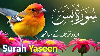 Surah Yasin ( Yaseen ) with Urdu Tarjuma | Quran tilawat | Episode 069 | Quran with Urdu Translation