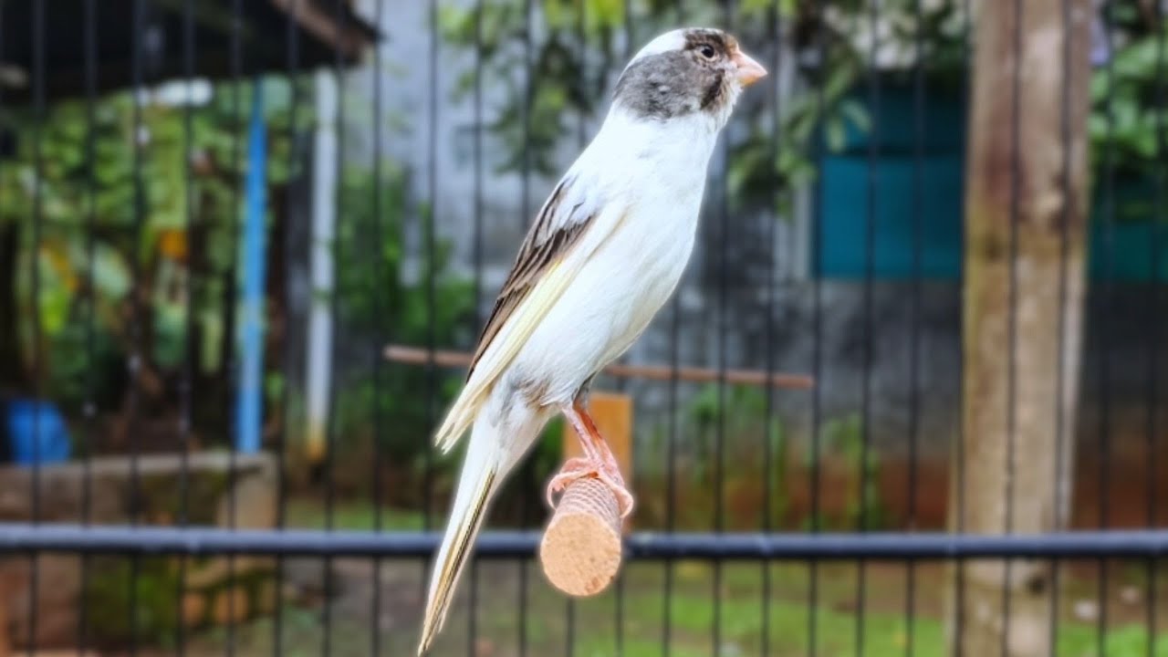 Canário Belga muito para Treinar Canários Jovens e Silenciosos a Cantar Diretamente | Super Canário