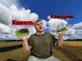 Молотим Райграс\Ловим камушки\Торум 750\Акрос 595 плюс