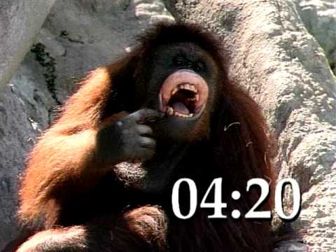 Wildlife Countdown Sampler