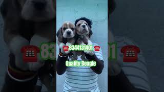 Beagle puppy sale #coimbatore #tiruppur #bangalore#chennai #pollachi #karur #erode #nagercoil#trichy