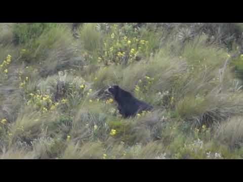 Spectacled Bear near