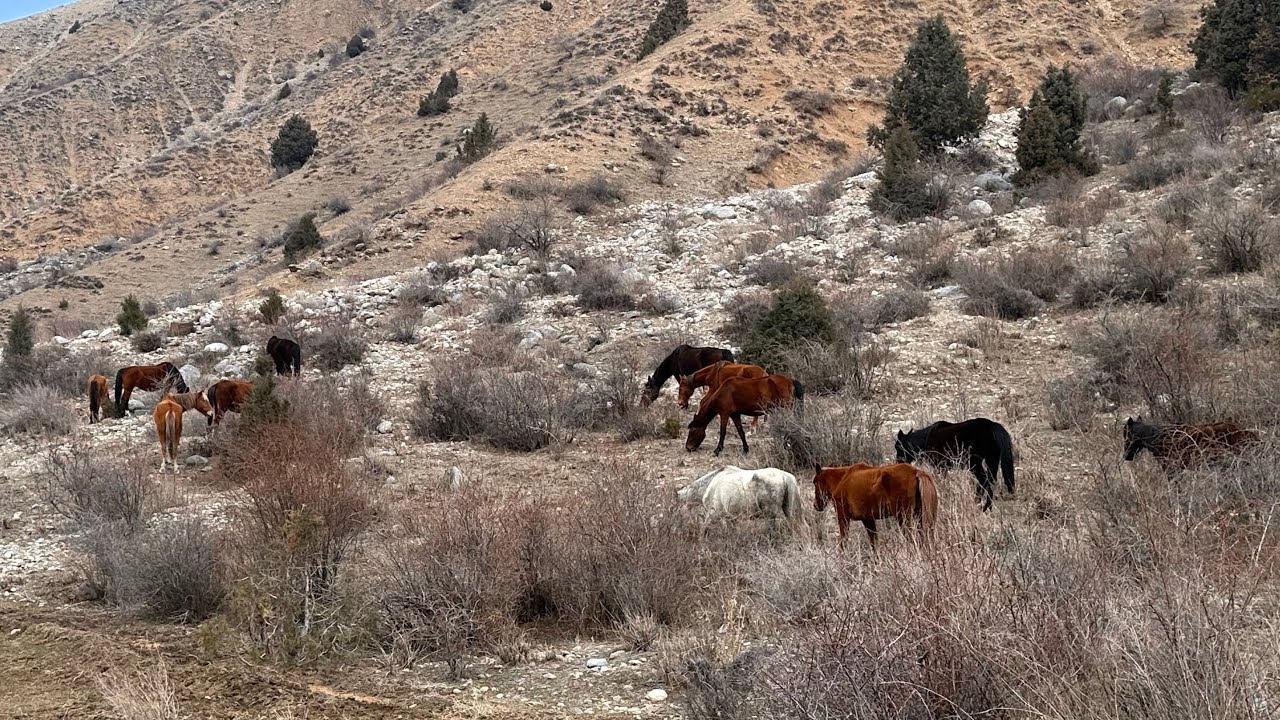 2-03-2026г#Жар Коргон#Исанов#айыл#окм