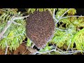Bees Rescue 57 | apis florea | relocate honey bee hive | YouTube