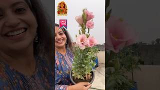 Sabse Sundar Flowers | Lisianthus (Nanadini)  hai Best Summer Flower ☀️🌸