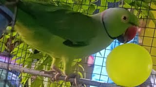 Smart Parrot Funny Moments 😂 | Cute Bird Video📝