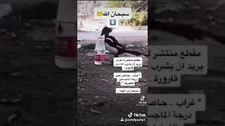 غراب ذكي جدا سبحان من الهمه