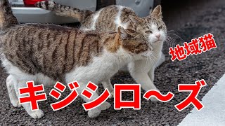 【地域猫】 キジシロズ 【キャットレスキュー634】