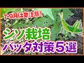 家庭菜園や農園のシソ栽培でバッタ対策!7-9月は要注意!この時期の害虫対策を徹底解説!【農園ライフ】/Tips for measures against grasshoppers in perilla