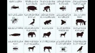 فائدة في دقيقة.  حيوانات ذكرت في القرآن.  عبدالله نجيب سالم